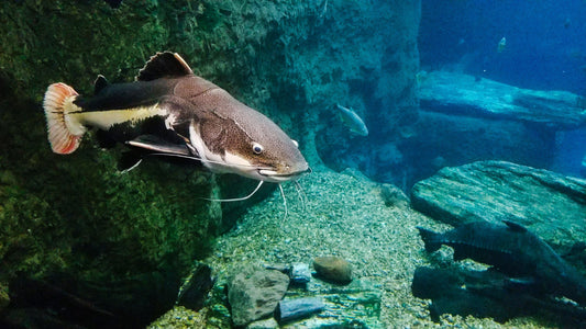 Catfish Primer