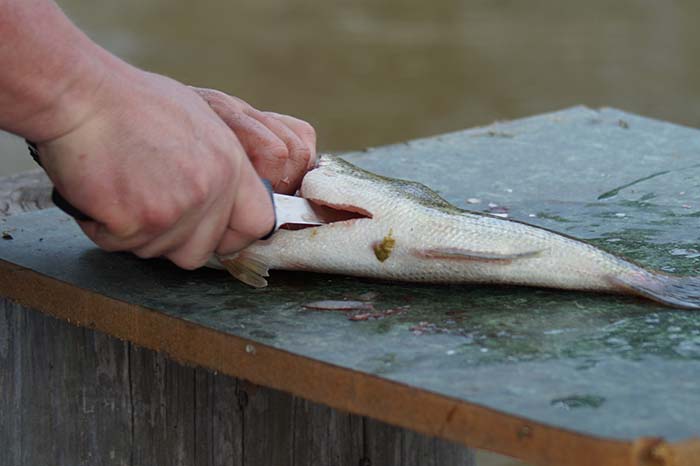 How do I clean a fish? - Fish Cleaning 101