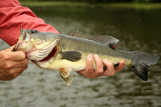 Structure Fishing for Largemouth